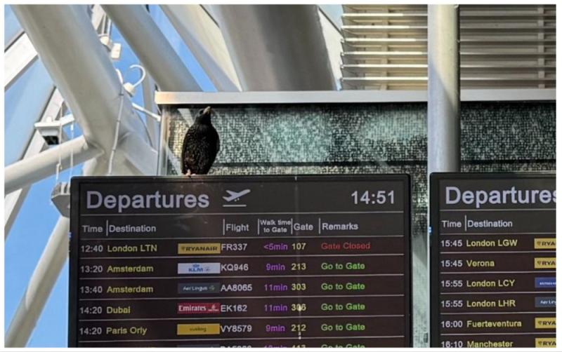 Dublin Airport looks for public to name bird trapped in Terminal one