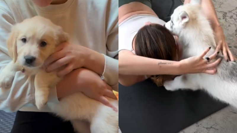 'Should be banned' - Controversial puppy yoga classes land in Dublin