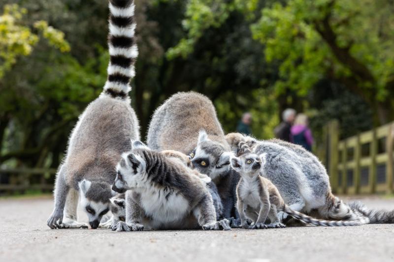 Public urged to suggest names for new Ring-tailed lemur babies at Fota Wildlife Park