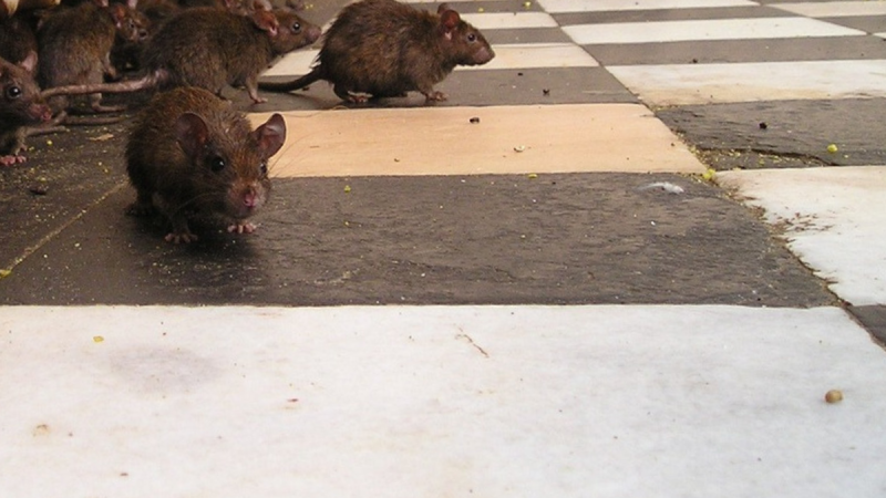 'Alarming' - Heavy rodent activity among reasons for 21 food business closures in April