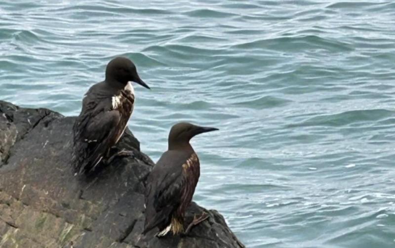 WATCH: What to do if you find an animal covered in oil after major Irish oil spill