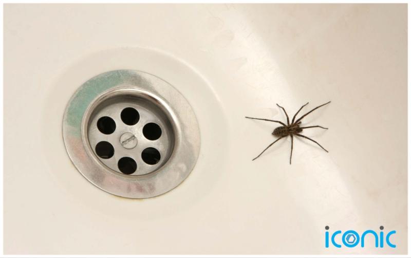 EXPLAINER: 8 simple ways to keep the spiders at bay this summer