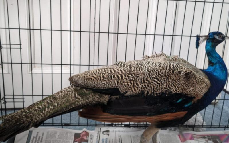 Fowl play? Garda&iacute; appeal for owner of peacock found on the loose in Offaly