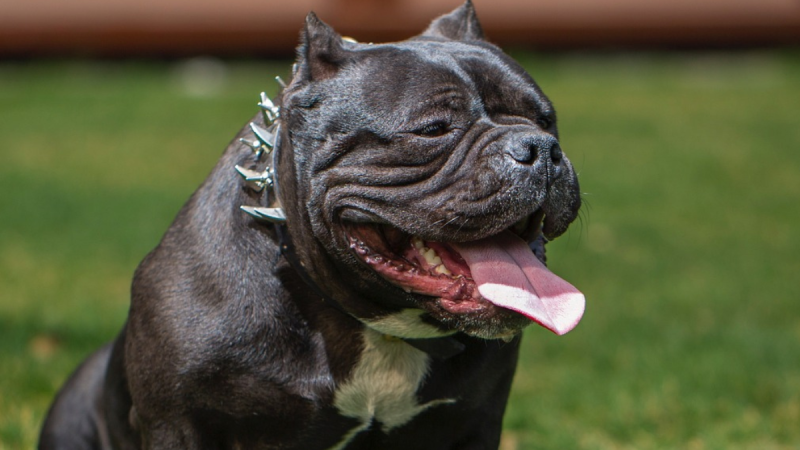 Full restrictions revealed as XL Bully ban set to be introduced on this date