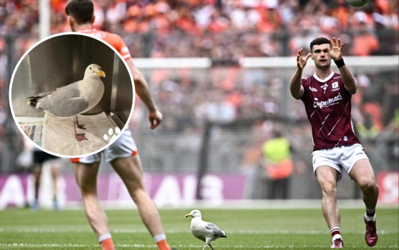 Rescue centre says injured seagull in 'flying form' following All-Ireland Football Final