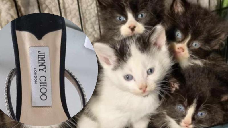 Designer shoes worthy of Carrie Bradshaw donated to Irish charity shop... but there's a catch! 