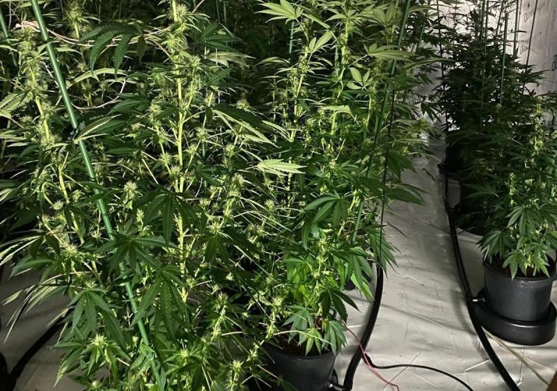 Man and woman arrested after major growhouse bust in Monaghan