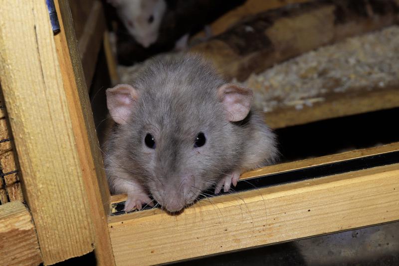 Huge spike in rats and mice in Irish houses with two areas plagued in particular