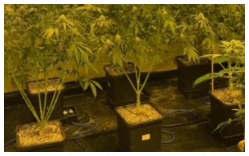 Almost &euro;220k seized as garda&iacute; uncover 'sophisticated cannabis cultivation operation' 