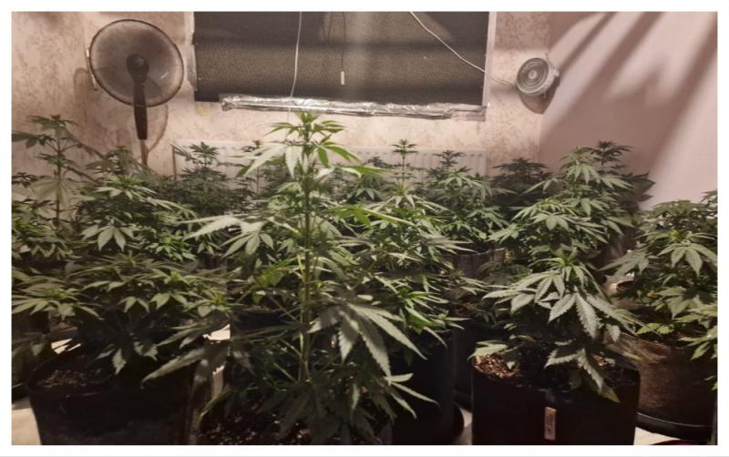 Garda&iacute; discover two grow houses and seize over &euro;105,000 worth of cannabis