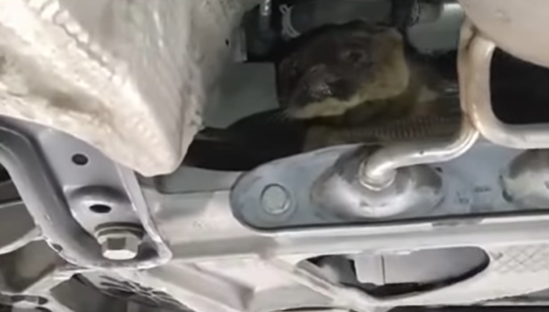 'Bizarre' - NCT tester shocked as they find odd creature hiding underneath car