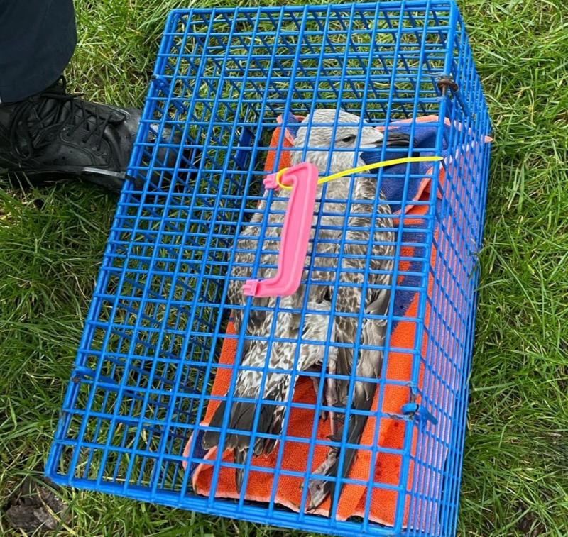Seagull fishing for trouble saved by Dublin Fire Brigade