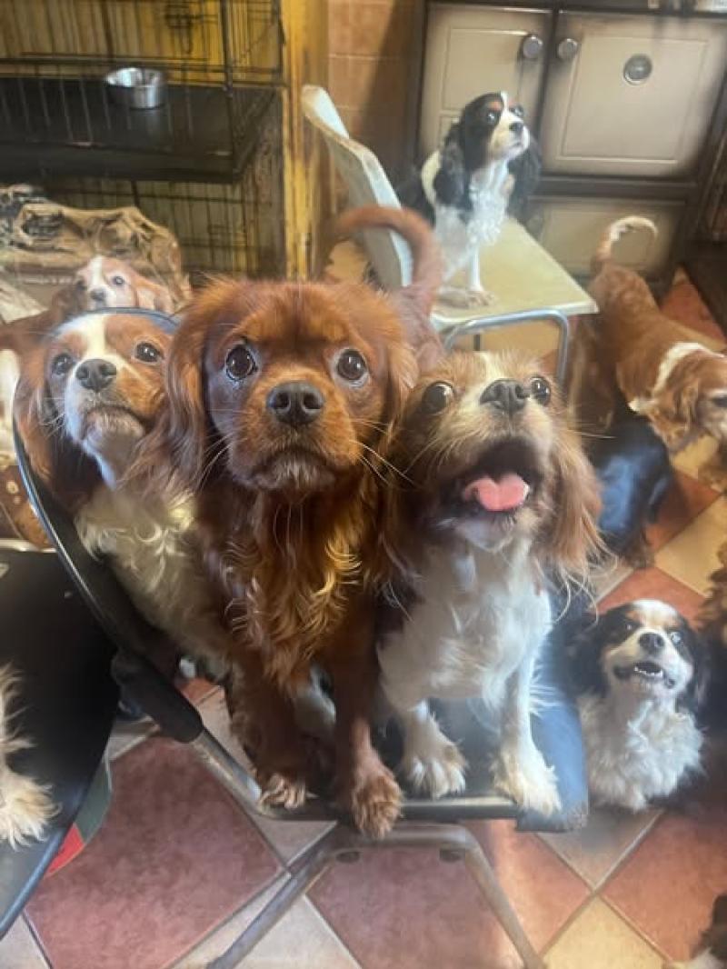 ISPCA removes animals from &lsquo;extremely stressful&rsquo; situation amid &lsquo;serious overpopulation&rsquo;