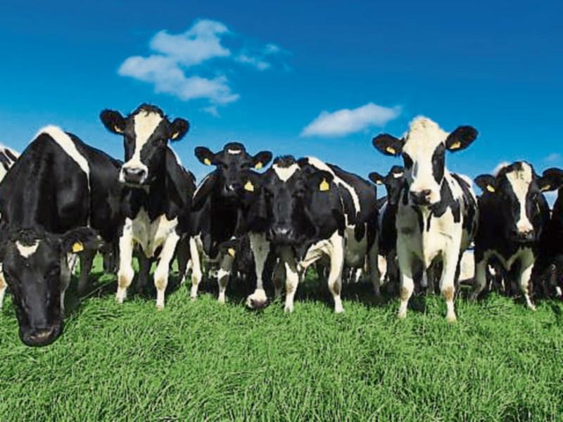 Just over 1% of Irish farms are organic, CSO reveals