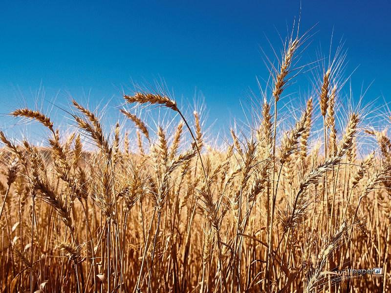 Irish agri-food companies encouraged to develop new markets in Africa