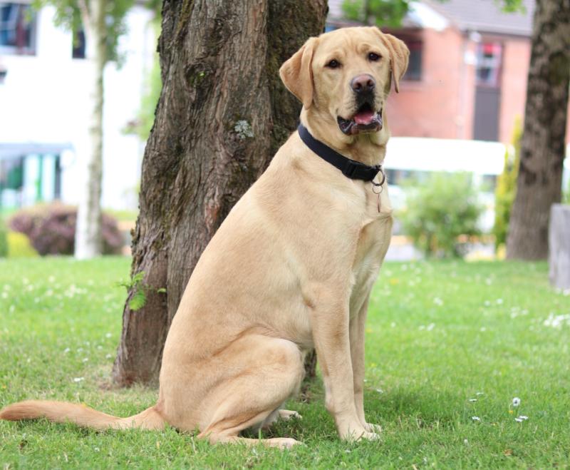 How to keep you dog calm during fireworks  as charity highlights dangers for pets