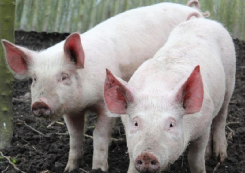 Irish pig farmers begin receiving PEPS2 payments worth up to &euro;100,000