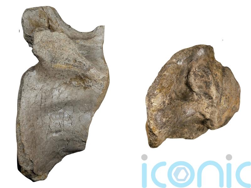 Remains of Europe&rsquo;s largest ever land predator dinosaur discovered