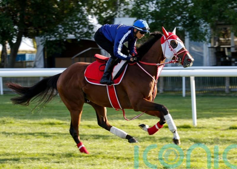 Japanese challenger King Hermes limbers up for July Cup