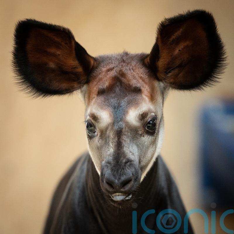 Dublin Zoo announces birth of endangered okapi calf