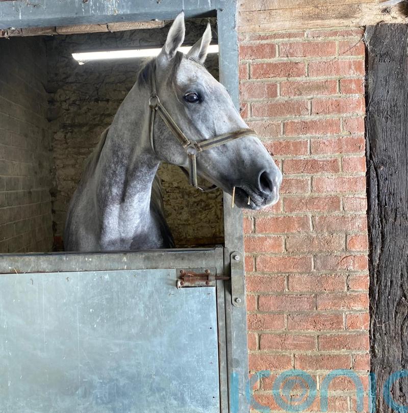 Buzz making excellent progress in return from serious injury