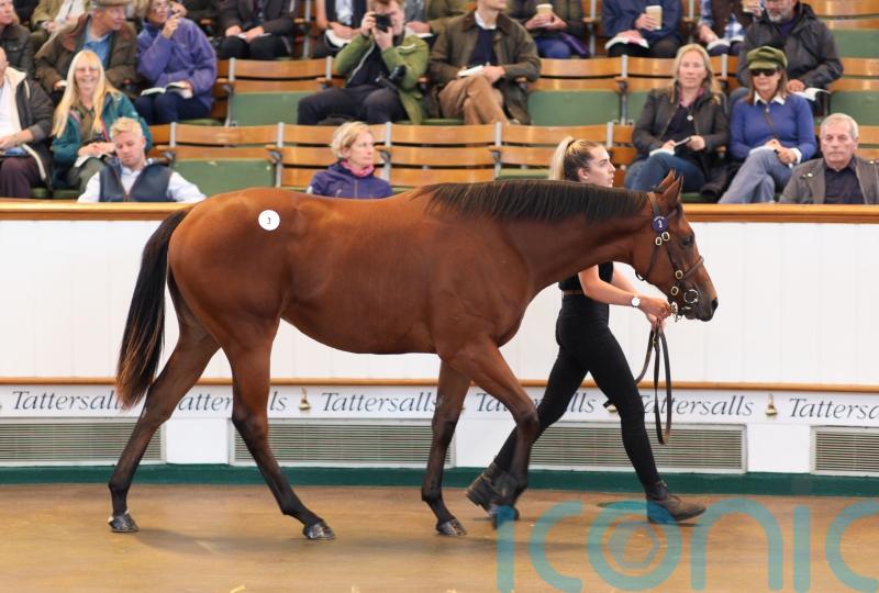 Dubawi filly fetches 1.3million guineas at Tattersalls