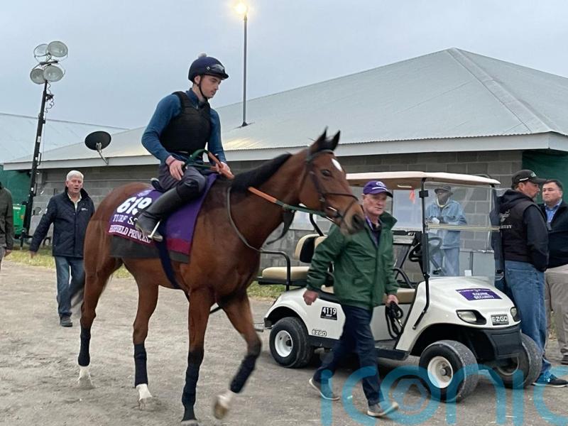 Highfield Princess limbering up Breeders&rsquo; Cup challenge