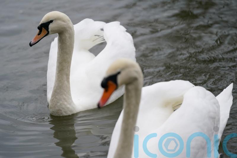 Poultry farmers told to keep flocks indoors amid rise in bird flu cases