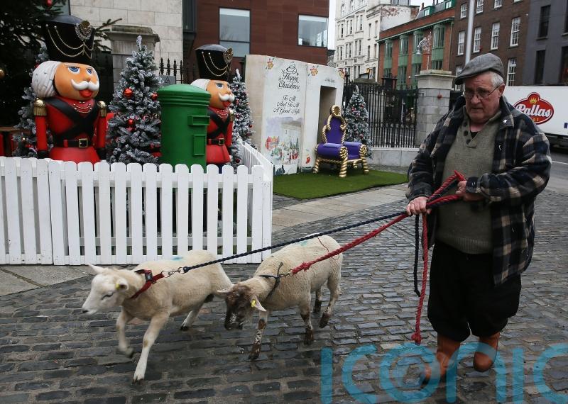 Live animal crib makes return at new location in Dublin