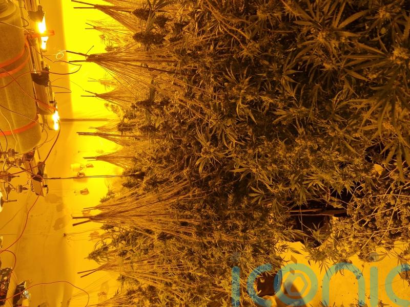 Cannabis seized during searches in Galway