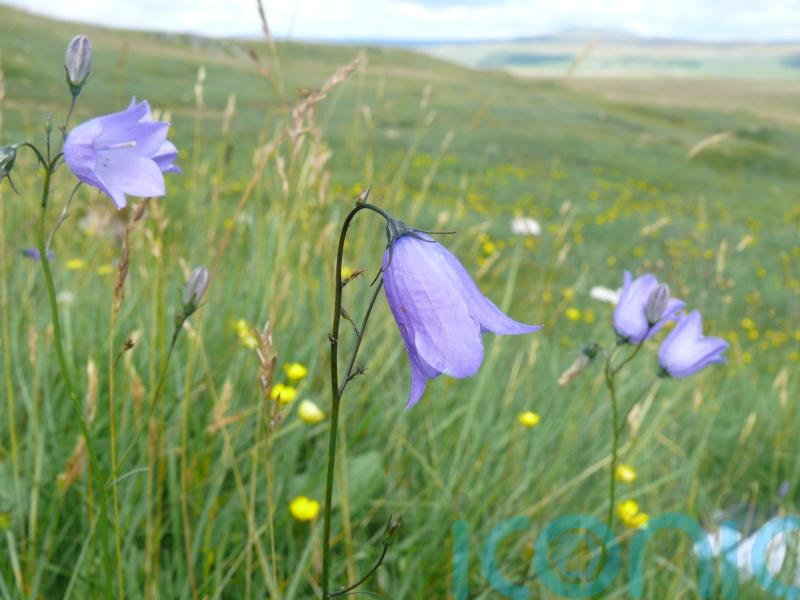 More than half of Britain and Ireland&rsquo;s native plants in decline &ndash; report