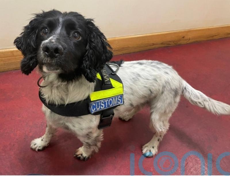 Man arrested after cocaine worth 2.4m euro seized at port