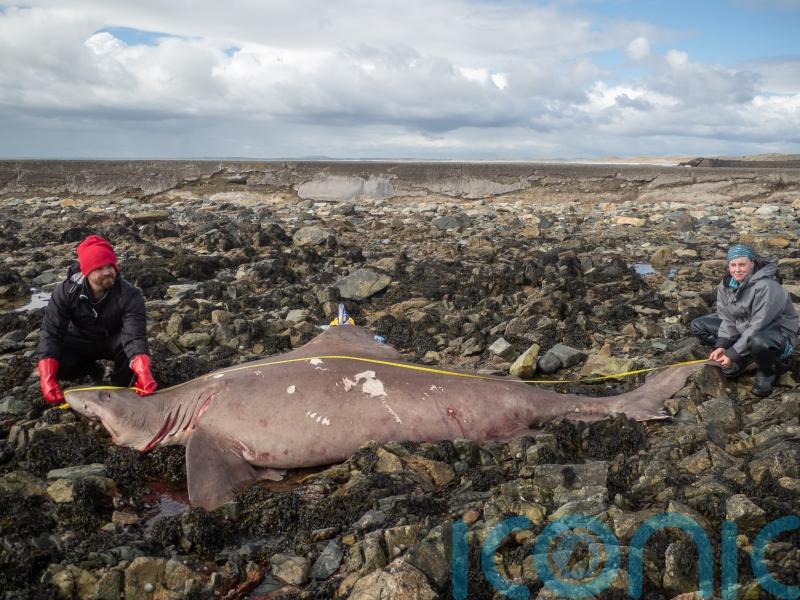 Scientist &lsquo;couldn&rsquo;t believe&rsquo; discovery of rare shark on Irish shore