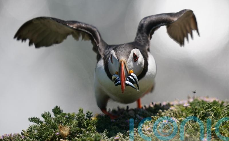 Puffin population may appear to be thriving, but more research needed, experts warn