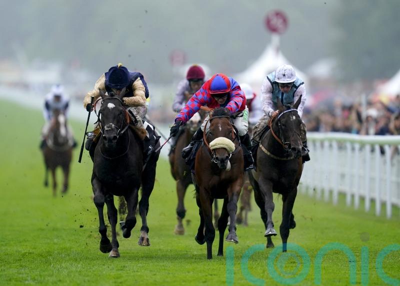 York the next stop for Molecomb second Purosangue