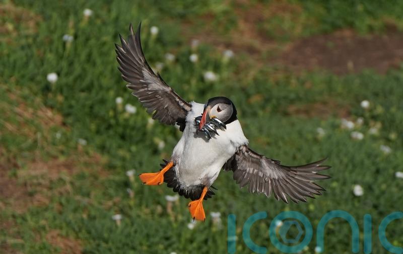 Protection area could mean brighter future for puffins on Saltee Islands