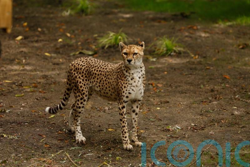 Cheetah dies at zoo after short illness