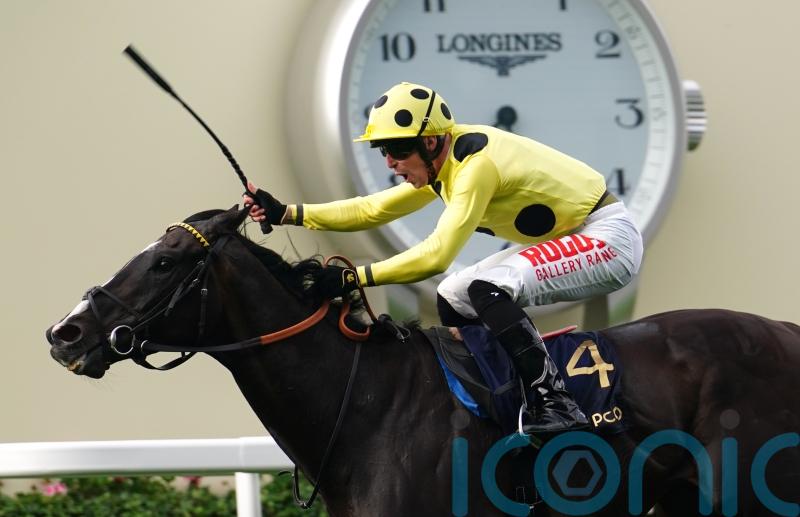 Royal Champion back with a bang after stint in Australia