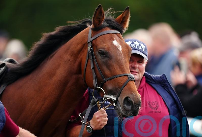 Stallions star in Ireland despite weather challenges