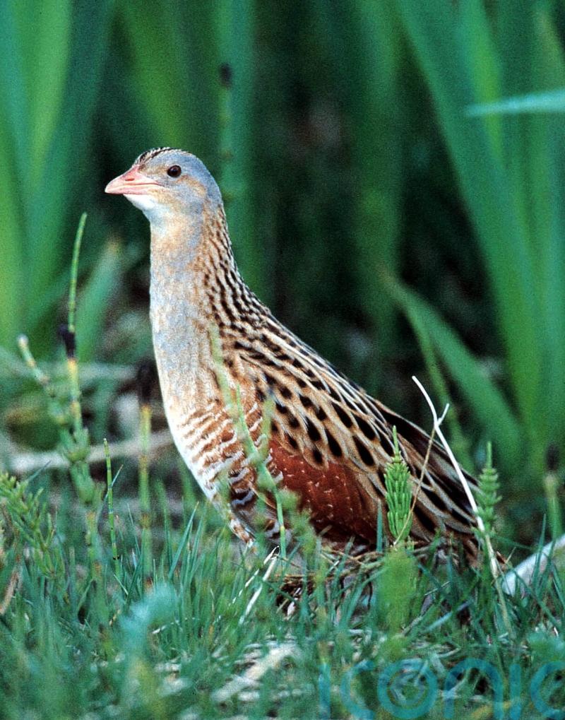 Project to boost Rathlin corncrake among those receiving biodiversity funding