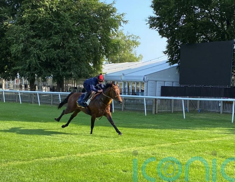 Satono Reve settling in well as Royal Ascot support continues