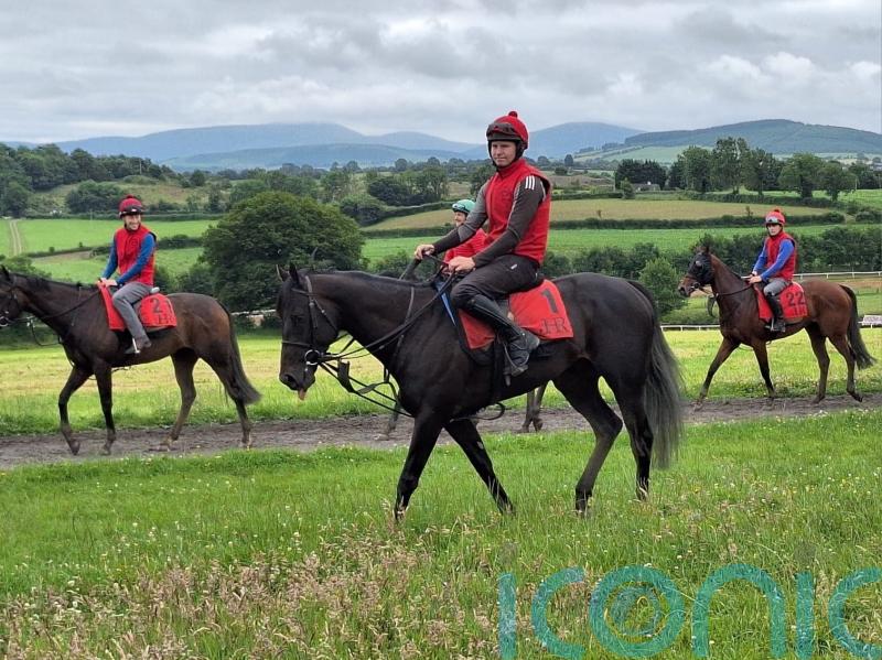 Harrington hoping for maximum Impact in Irish Derby