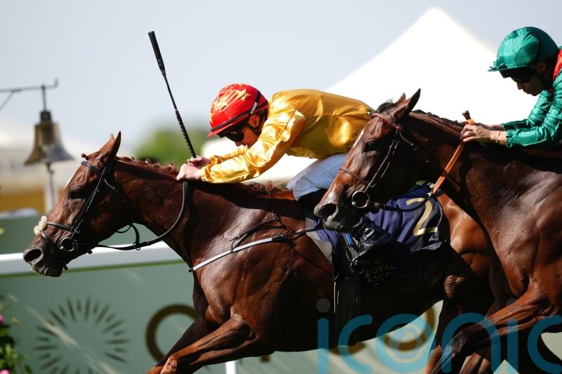 Cercene taking distance test in Nassau Stakes