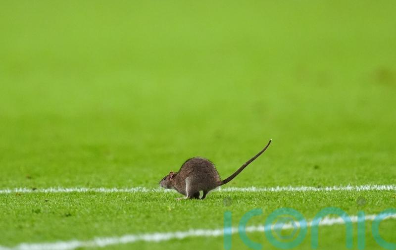 5 strange stoppages in football games after rat halts Wales&rsquo; World Cup qualifier